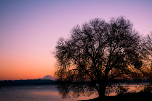 Perspective, Mt. Rainier